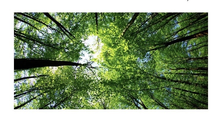 Looking up through trees